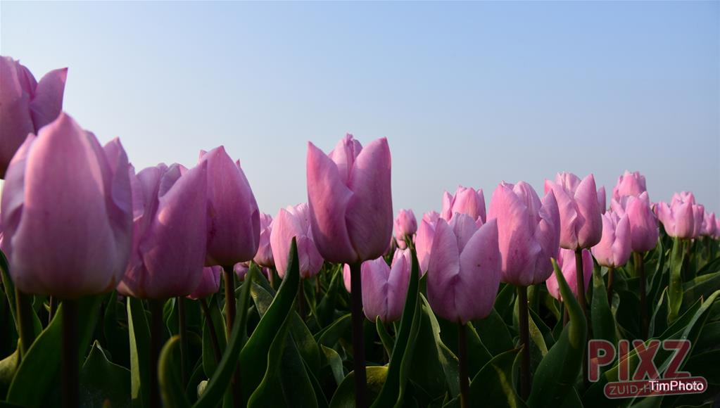Tulpen op Goeree